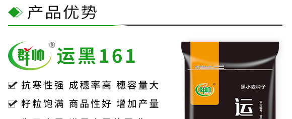 運黑161-黑小麥種子 運黑161-黑小麥種子