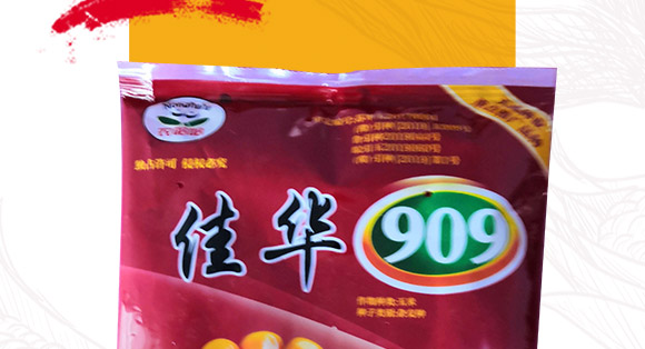 佳華909-玉米種子-天成種業