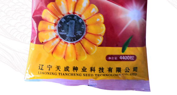佳華909-玉米種子-天成種業