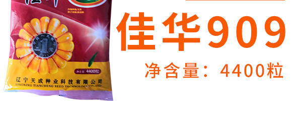 佳華909-玉米種子-天成種業