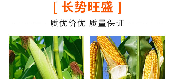 佳華909-玉米種子-天成種業