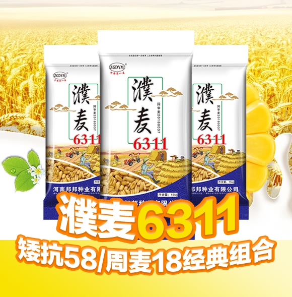 濮麥6311-小麥種子-邦邦種業 濮麥6311-小麥種子-邦邦種業