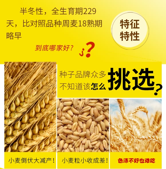 濮麥6311-小麥種子-邦邦種業 濮麥6311-小麥種子-邦邦種業