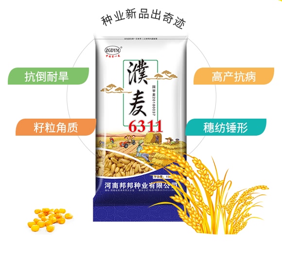濮麥6311-小麥種子-邦邦種業 濮麥6311-小麥種子-邦邦種業