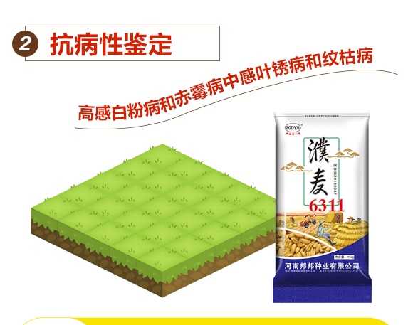 濮麥6311-小麥種子-邦邦種業 濮麥6311-小麥種子-邦邦種業