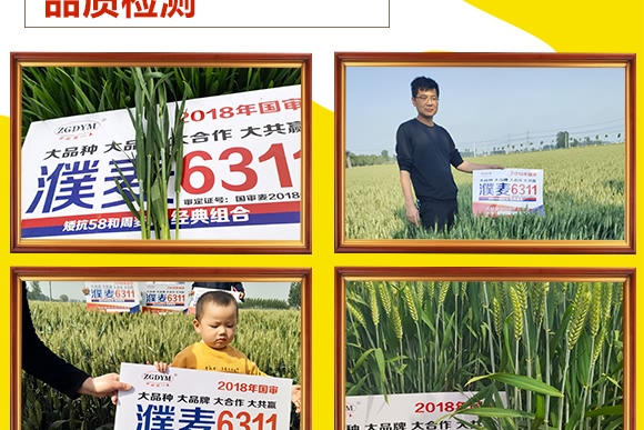 濮麥6311-小麥種子-邦邦種業 濮麥6311-小麥種子-邦邦種業