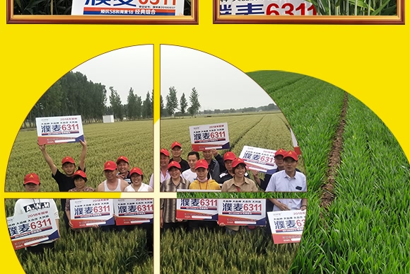 濮麥6311-小麥種子-邦邦種業 濮麥6311-小麥種子-邦邦種業
