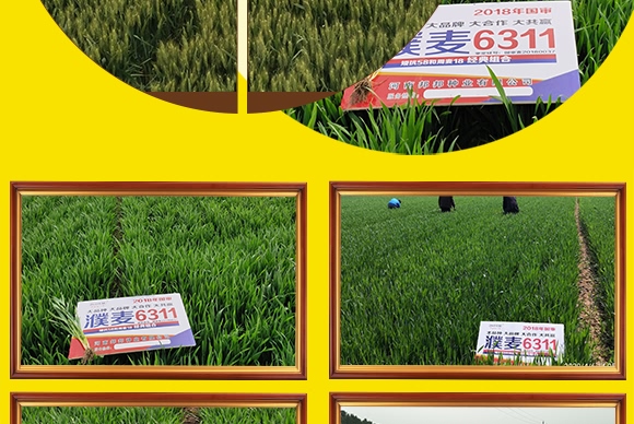 濮麥6311-小麥種子-邦邦種業 濮麥6311-小麥種子-邦邦種業