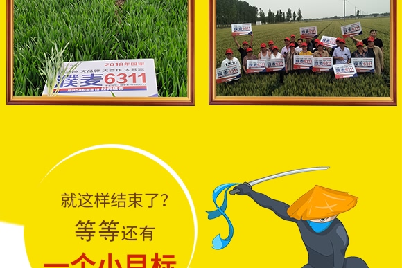 濮麥6311-小麥種子-邦邦種業 濮麥6311-小麥種子-邦邦種業