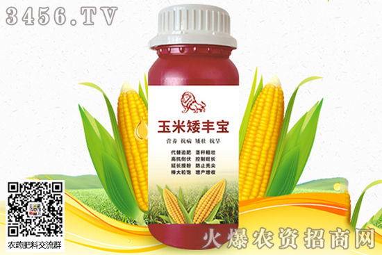 玉米丫子影響產量嗎 玉米丫子到底需不需要掰 玉米丫子影響產量嗎 玉米丫子到底需不需要掰