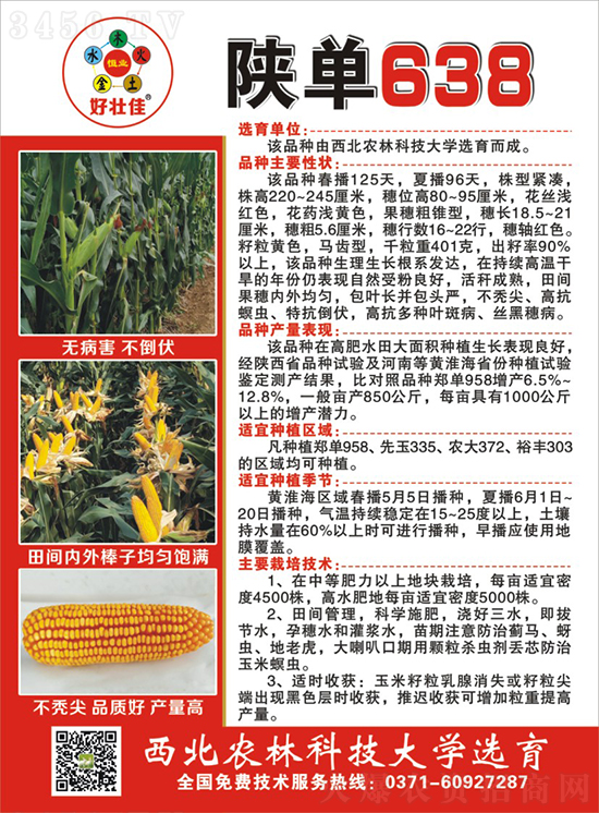 陜單638玉米種子-好壯佳-中亞農業 陜單638玉米種子-好壯佳-中亞農業