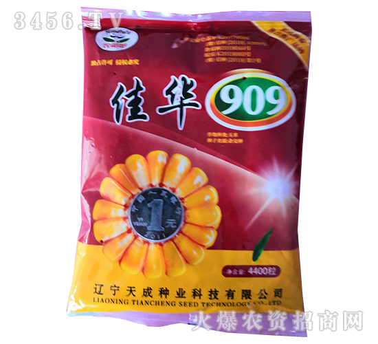 佳華909-玉米種子-天成種業