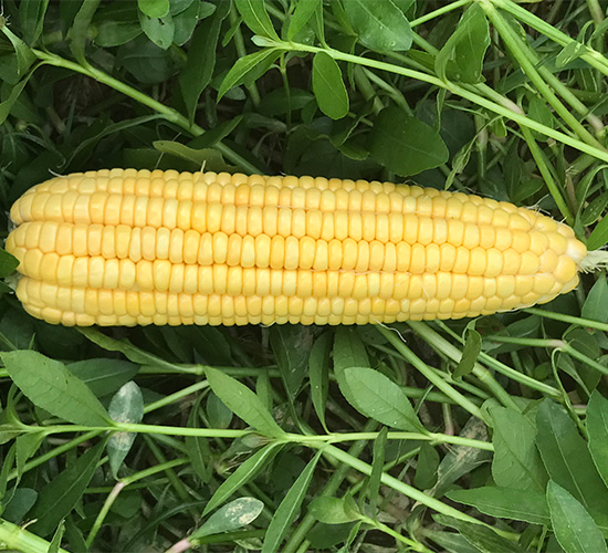 S1̖-׷N-SrI