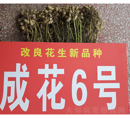 成花6號-花生種子-技豐種業