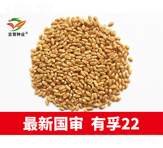 有孚22-小麥種子-坔育種業