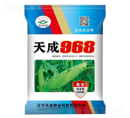 玉米種子-天成968-農哈哈-天成種業