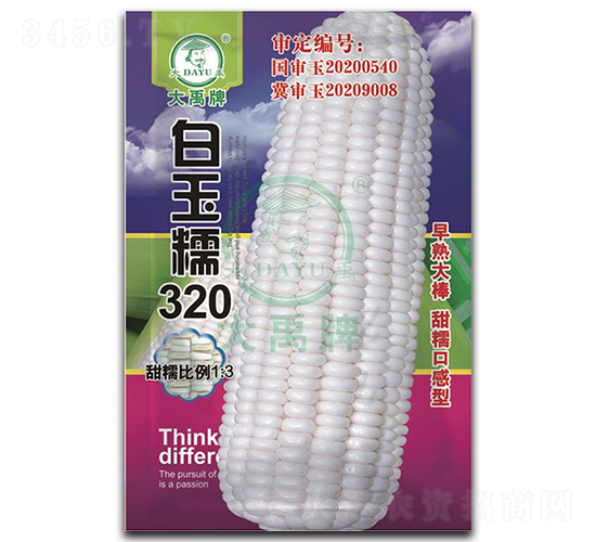 白玉糯320玉米種子-大禹種業