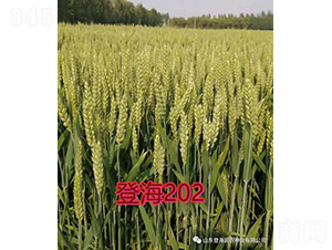 Ǻ202-СN-rNI