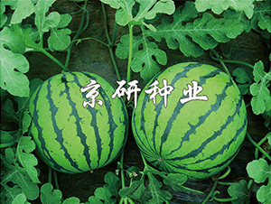 7̖-ϷN-зNI