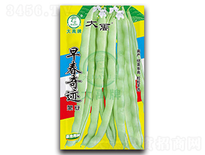 早春奇跡-架豆種子-大禹種業