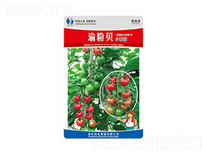 渝粉貝-科光種苗