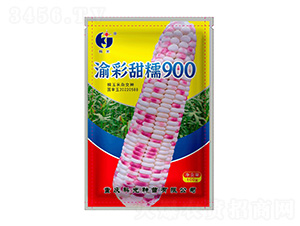 渝彩甜糯900-科光種苗